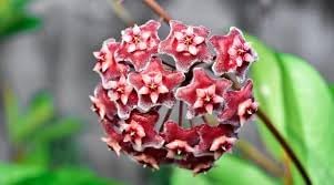 Hoya Carnosa Flower seeds for Planting Cut Flower Favorite Heirloom & GMO Free Seeds for Home Garden 
 
 Sale for planting in home garden