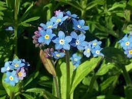 Forget Me Not Flower seeds for Planting Hardy Variety Heirloom & GMO Free Seeds for Home Garden 
 
 Sale for planting in home garden