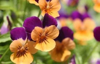 Purple Orange Pansy Flower seeds for Planting - Colorful Display, Heirloom & GMO Free Seeds for Home Garden
 
 Sale for planting in home garden