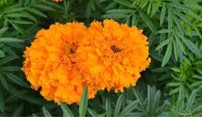 Marigolds Flower seeds for Planting Bright Blooms Heirloom & GMO Free Seeds for Home Garden 
 
 Sale for planting in home garden