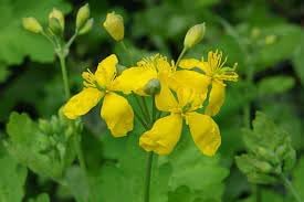 Chelidonium Majus Flower seeds for Planting Fragrant Blossoms Heirloom & GMO Free Seeds for Home Garden 
 
 Sale for planting in home garden