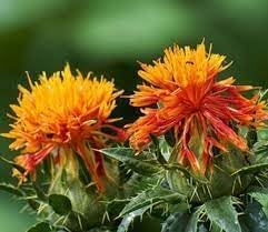 Carthamus Flower seeds for Planting - Compact Growth, Heirloom & GMO Free Seeds for Home Garden
 
 Sale for planting in home garden.