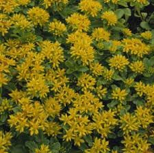 Sedum (Sedum Flower) seeds for planting in home garden