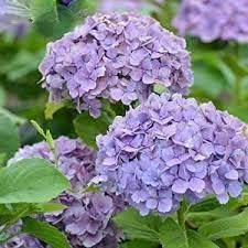 Violet Hydrangea Flower seeds for Planting - Seasonal Bloomer, Heirloom & GMO Free Seeds for Home Garden
 
 Sale for planting in home garden