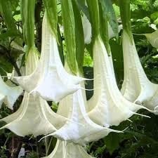 Engelstrompete Flower seeds for Planting - Drought Tolerant, Heirloom & GMO Free Seeds for Home Garden
 
 Sale seeds for planting in home garden