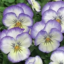 Pansy Heartsease Flower seeds for Planting Easy to Grow Heirloom & GMO Free Seeds for Home Garden 
 
 Sale for planting in home garden