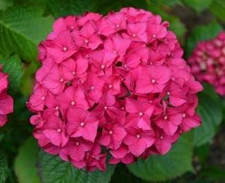 Pink Hydrangea Flower seeds for Planting - Fragrant Blossoms, Heirloom & GMO Free Seeds for Home Garden
 
 Sale for planting in home garden.