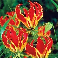 Gloriosa Flower seeds for Planting - Shade Tolerant, Heirloom & GMO Free Seeds for Home Garden
 
 Sale seeds for planting in home garden