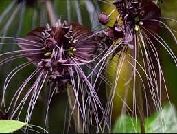 Tiger Orchid Flower seeds for Planting - Seasonal Bloomer, Heirloom & GMO Free Seeds for Home Garden
 
 Sale seeds for planting in home garden