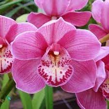Cymbidium Orchid Flower seeds for Planting Cut Flower Favorite Heirloom & GMO Free Seeds for Home Garden