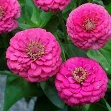 Elegans Flower seeds for Planting - Low Maintenance, Heirloom & GMO Free Seeds for Home Garden
 
 Sale seeds for planting in home garden