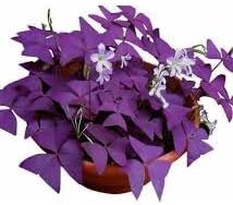 Oxalis Triangularis Flower seeds for Planting - Bright Blooms, Heirloom & GMO Free Seeds for Home Garden
