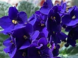 Begonias Azules Flower seeds for Planting Vibrant Colors Heirloom & GMO Free Seeds for Home Garden 
 
 Sale for planting in home garden