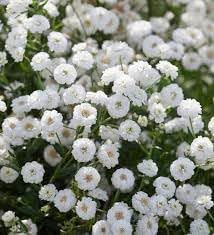 Yarrow Superior Flower seeds for Planting Bright Blooms Heirloom & GMO Free Seeds for Home Garden 
 
 Sale for planting in home garden