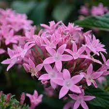 Penta Flower seeds for Planting - Fragrant Blossoms, Heirloom & GMO Free Seeds for Home Garden
 
 Sale for planting in home garden