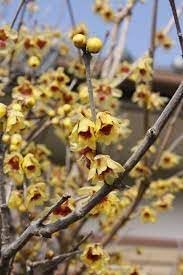 Wintersweet Fragrant Flower seeds for Planting Pollinator Friendly Heirloom & GMO Free Seeds for Home Garden 
 
 Sale for planting in home garden