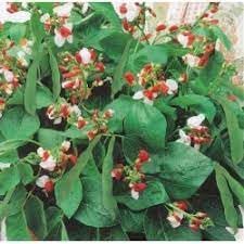 Bean Hestia Flower seeds for Planting Cottage Garden Essential Heirloom & GMO Free Seeds for Home Garden 
 
 Sale for planting in home garden