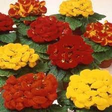 Slipper Flower seeds for Planting Vibrant Colors Heirloom & GMO Free Seeds for Home Garden 
 
 Sale for planting in home garden