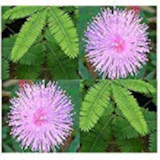 Mixed Schrankia Uncinata Flower seeds for Planting - Cottage Garden Essential, Heirloom & GMO Free Seeds for Home Garden