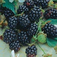 Sweet Harvest Seeds: Berry Fruit Planting Pack heirloom non-gmo organic garden seeds