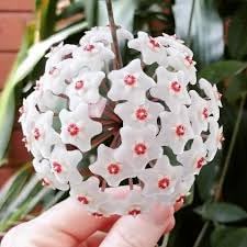 Heirloom Orchid Ball Flower seeds for Planting Compact Growth Heirloom & GMO Free Seeds for Home Garden 
 
 Sale for planting in home garden