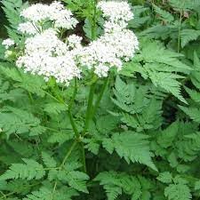 Myrrhis Odorata Flower seeds for Planting Seasonal Bloomer Heirloom & GMO Free Seeds for Home Garden 
 
 Sale for planting in home garden