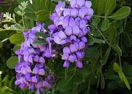 Heirloom Laurel Sophora Flower seeds for Planting Cottage Garden Essential Heirloom & GMO Free Seeds for Home Garden 
 
 Sale for planting in home garden