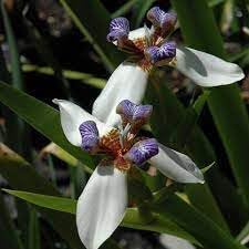 Gracilis Flower seeds for Planting Colorful Display Heirloom & GMO Free Seeds for Home Garden 
 
 Sale for planting in home garden
