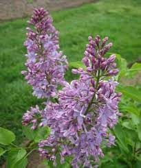 Tiny Dancer Flower seeds for Planting Wildflower Mix Heirloom & GMO Free Seeds for Home Garden 
 
 Sale for planting in home garden