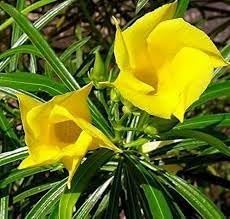 Thevetia Flower seeds for Planting Perfect for Borders Heirloom & GMO Free Seeds for Home Garden 
 
 Sale for planting in home garden