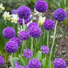 Heirloom Denticulata Flower seeds for Planting Wildflower Mix Heirloom & GMO Free Seeds for Home Garden 
 
 Sale for planting in home garden