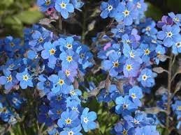 Myosotis Flower seeds for Planting - Colorful Display, Heirloom & GMO Free Seeds for Home Garden