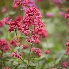 Centranthus Ruber Flower seeds for Planting - Bright Blooms, Heirloom & GMO Free Seeds for Home Garden
 
 Sale for planting in home garden