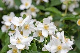 Heirloom Philadelphus Lewisii Flower seeds for Planting Easy to Grow Heirloom & GMO Free Seeds for Home Garden 
 
 Sale for planting in home garden