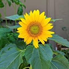 Heirloom Sunflower Flower seeds for Planting Drought Tolerant Heirloom & GMO Free Seeds for Home Garden 
 
 Sale for planting in home garden