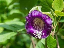 Cobaea Scandens Flower seeds for Planting Premium Quality Heirloom & GMO Free Seeds for Home Garden 
 
 Sale for planting in home garden