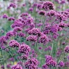 Verbena Bonariensis Flower seeds for Planting Cut Flower Favorite Heirloom & GMO Free Seeds for Home Garden 
 
 Sale for planting in home garden