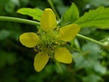 Yellow Moist Wetland Flower seeds for Planting - Premium Quality, Heirloom & GMO Free Seeds for Home Garden
 
 Sale for planting in home garden.
