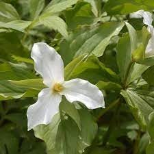 Trillium Flower seeds for Planting Premium Quality Heirloom & GMO Free Seeds for Home Garden