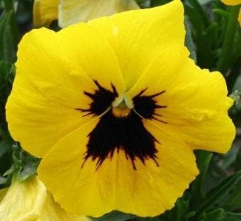 Tricolor Pansy Flower seeds for Planting - Cut Flower Favorite, Heirloom & GMO Free Seeds for Home Garden
 
 Sale for planting in home garden
