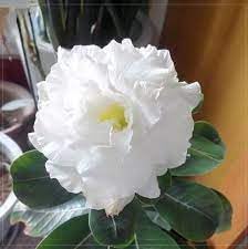 Heirloom Adenium Flower seeds for Planting Hardy Variety Heirloom & GMO Free Seeds for Home Garden 
 
 Sale for planting in home garden