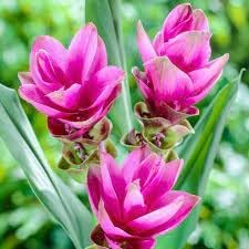 Heirloom Siam Tulip Flower seeds for Planting Compact Growth Heirloom & GMO Free Seeds for Home Garden 
 
 Sale for planting in home garden
