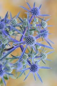 Eryngium Flower seeds for Planting - Garden Favorite, Heirloom & GMO Free Seeds for Home Garden
 
 Sale seeds for planting in home garden
