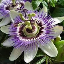 PassionFlower seeds for Planting - Low Maintenance, Heirloom & GMO Free Seeds for Home Garden
 
 Sale seeds for planting in home garden