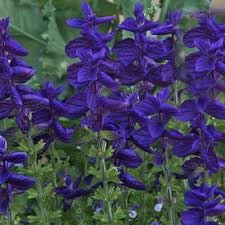 Sage Flower seeds for Planting Easy to Grow Heirloom & GMO Free Seeds for Home Garden 
 
 Sale for planting in home garden