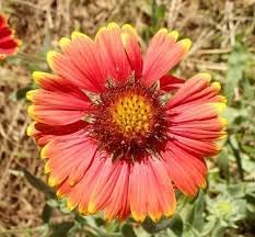 Heirloom Gaillardia Tokajer Flower seeds for Planting Hardy Variety Heirloom & GMO Free Seeds for Home Garden 
 
 Sale for planting in home garden