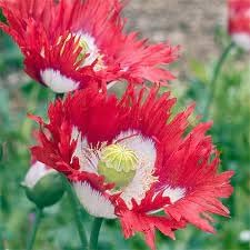 Danish Flower seeds for Planting Garden Favorite Heirloom & GMO Free Seeds for Home Garden 
 
 Sale for planting in home garden
