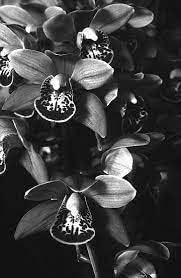 Cymbidium Flower seeds for Planting - Long Bloom Season, Heirloom & GMO Free Seeds for Home Garden
 
 Sale for planting in home garden