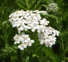 Achillea Millefolium Flower seeds for Planting Drought Tolerant Heirloom & GMO Free Seeds for Home Garden 
 
 Sale for planting in home garden