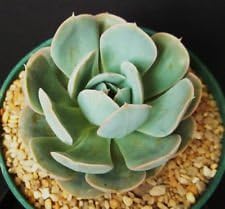 Blue Echeveria Derenbergii Flower seeds for Planting - Cottage Garden Essential, Heirloom & GMO Free Seeds for Home Garden
 
 Sale for planting in home garden